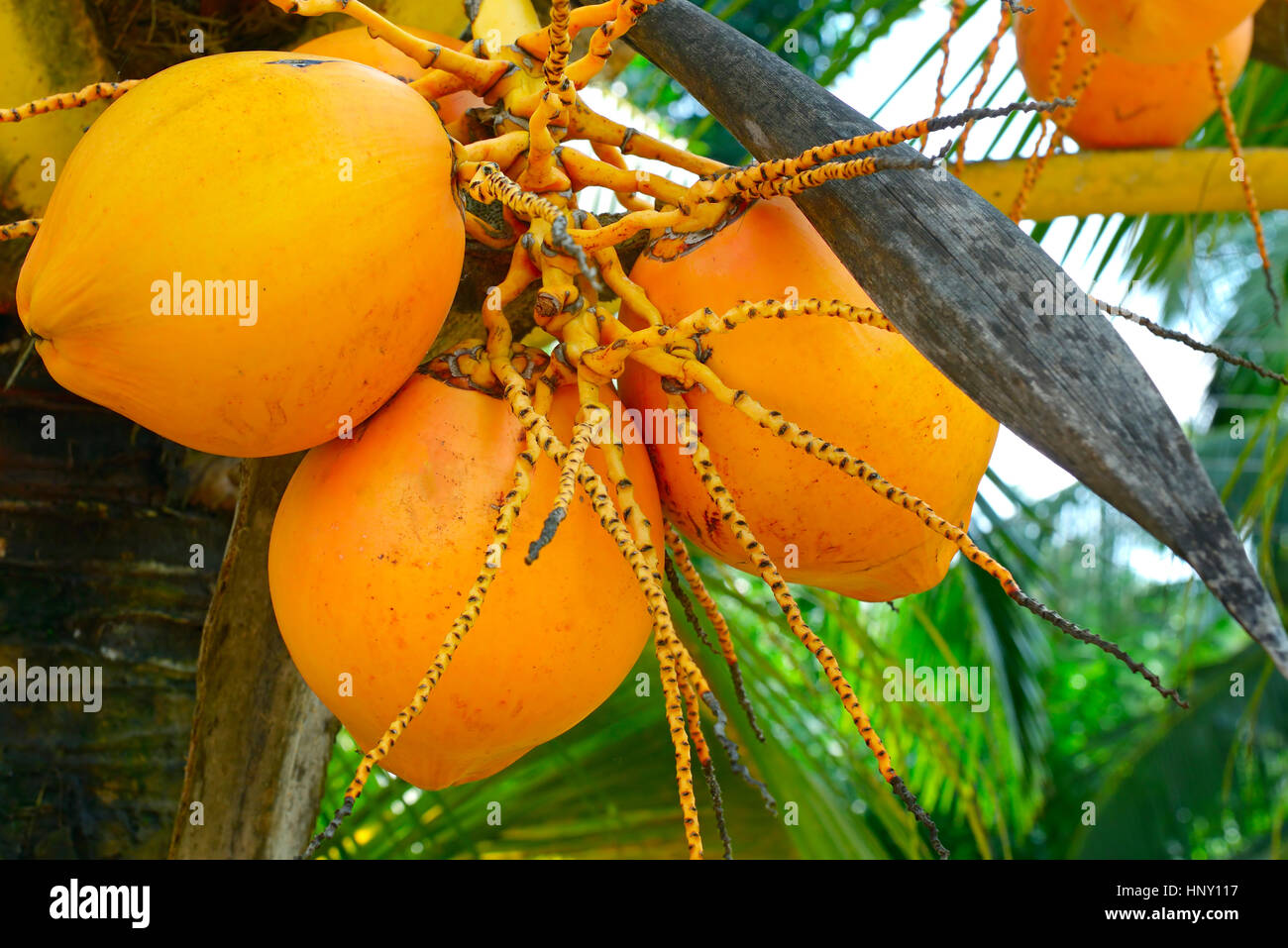 Frutta su l'albero di noce di cocco Foto Stock