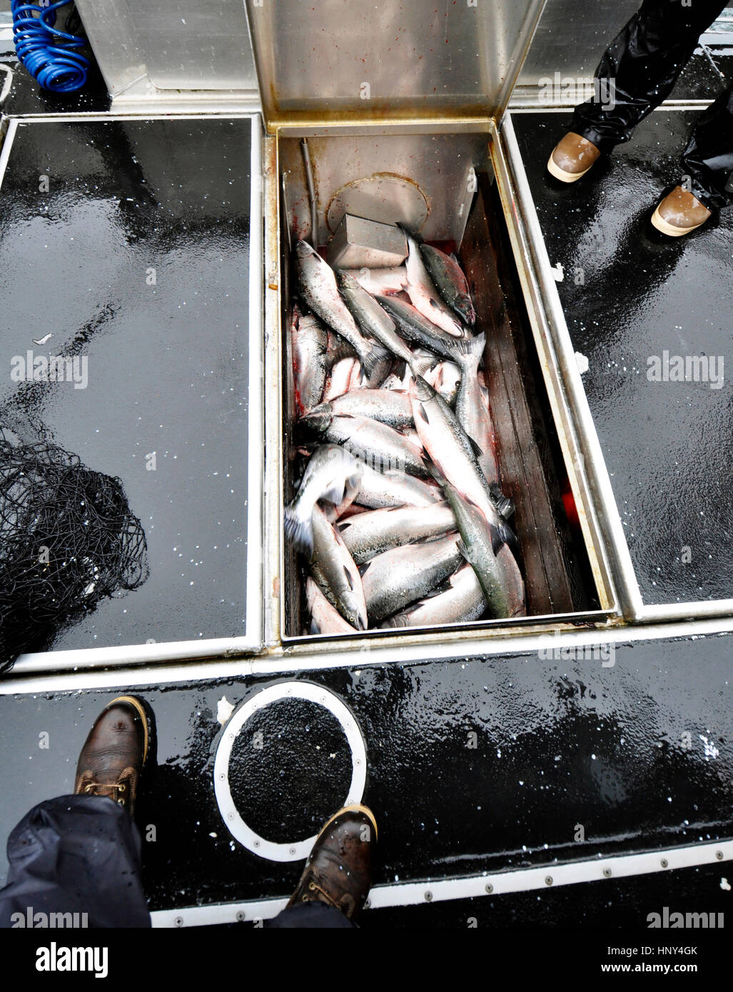 La pesca al salmone nel Ketchikan, Alaska Foto Stock