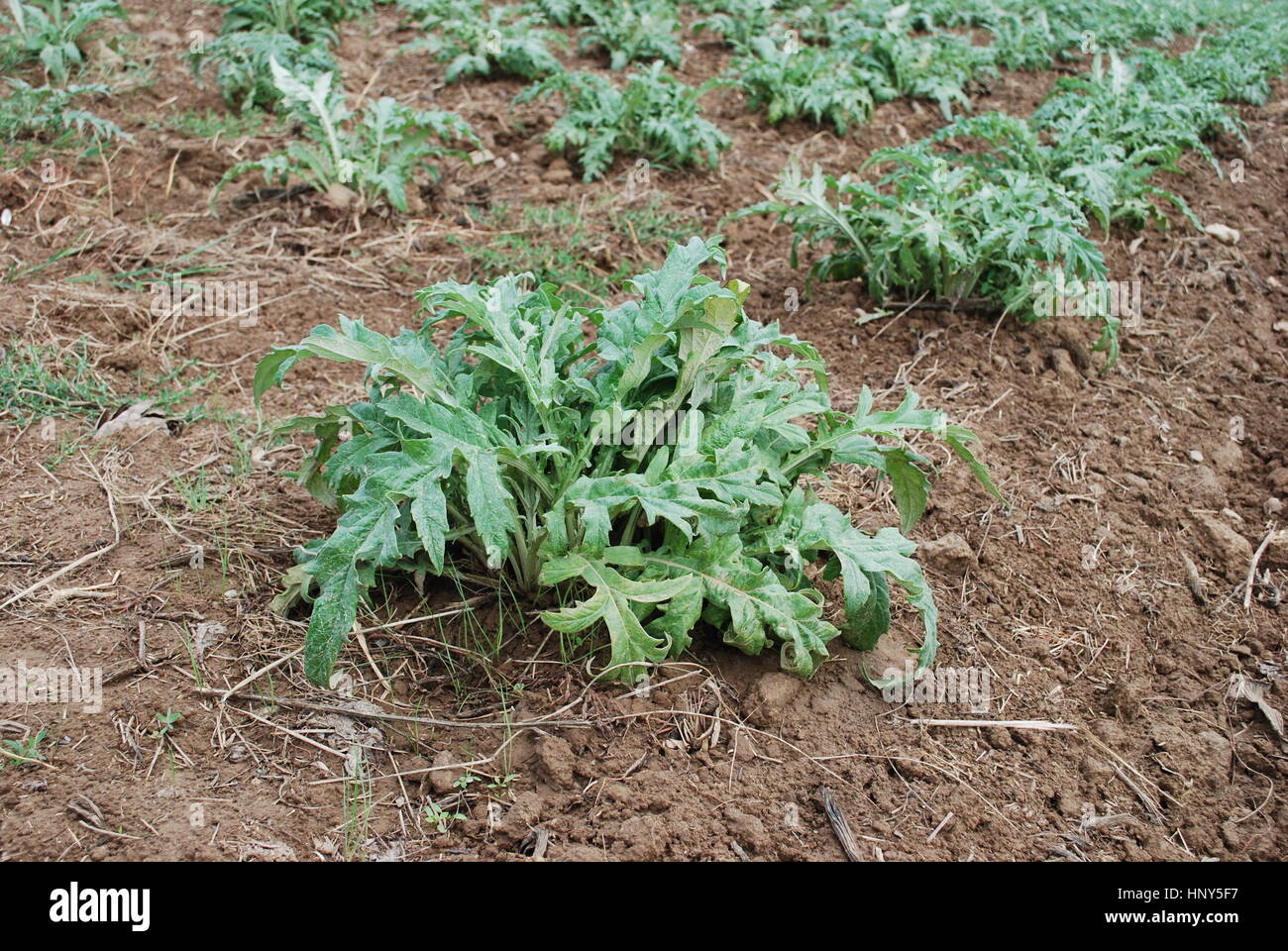 Carciofi i cavoli verdi crescente sul campo. Agricoltura in Francia. Foto Stock