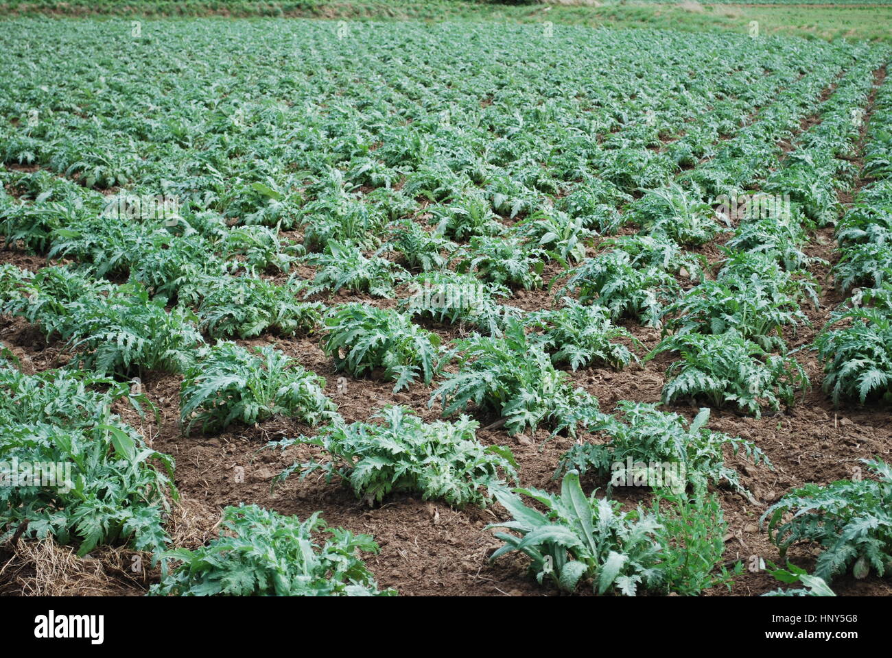 Carciofi i cavoli verdi crescente sul campo. Agricoltura in Francia. Foto Stock