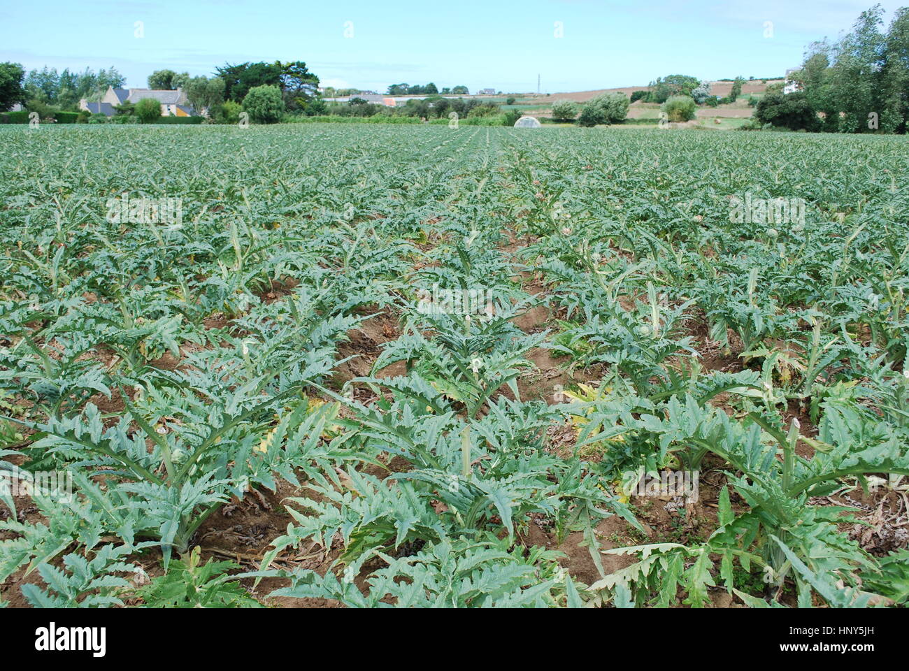 Carciofi i cavoli verdi crescente sul campo. Agricoltura in Francia. Foto Stock