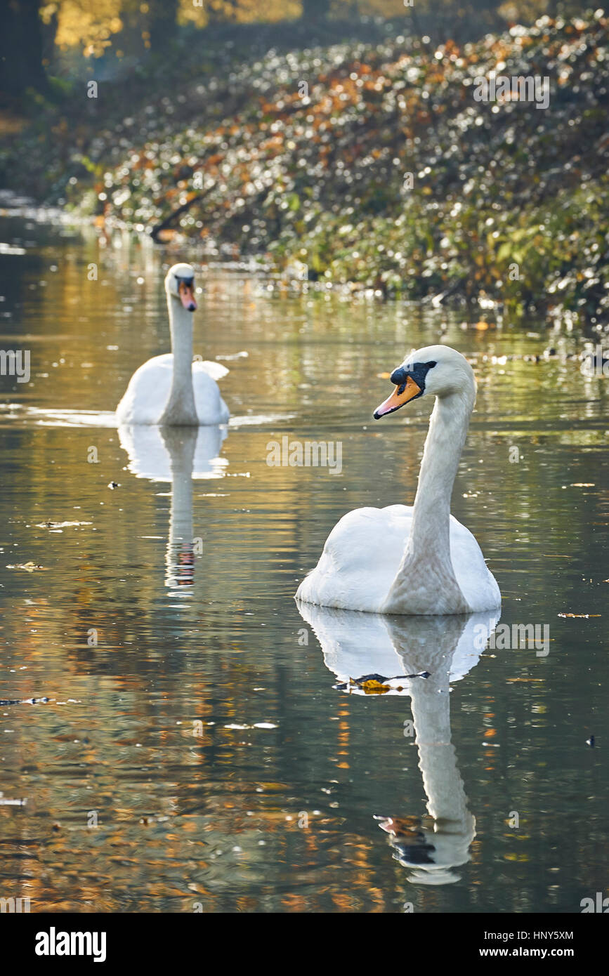 Due cigni nuotare fino un tranquillo fiume insieme in autunno ritratto Foto Stock