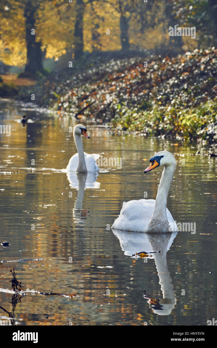 Due cigni nuotare fino un tranquillo fiume insieme in autunno ritratto Foto Stock