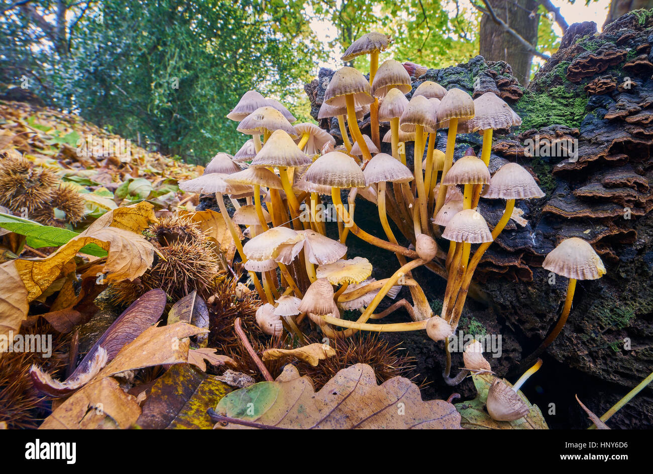 Toadstool funghi su un marciume ceppo di albero nel bosco Foto Stock