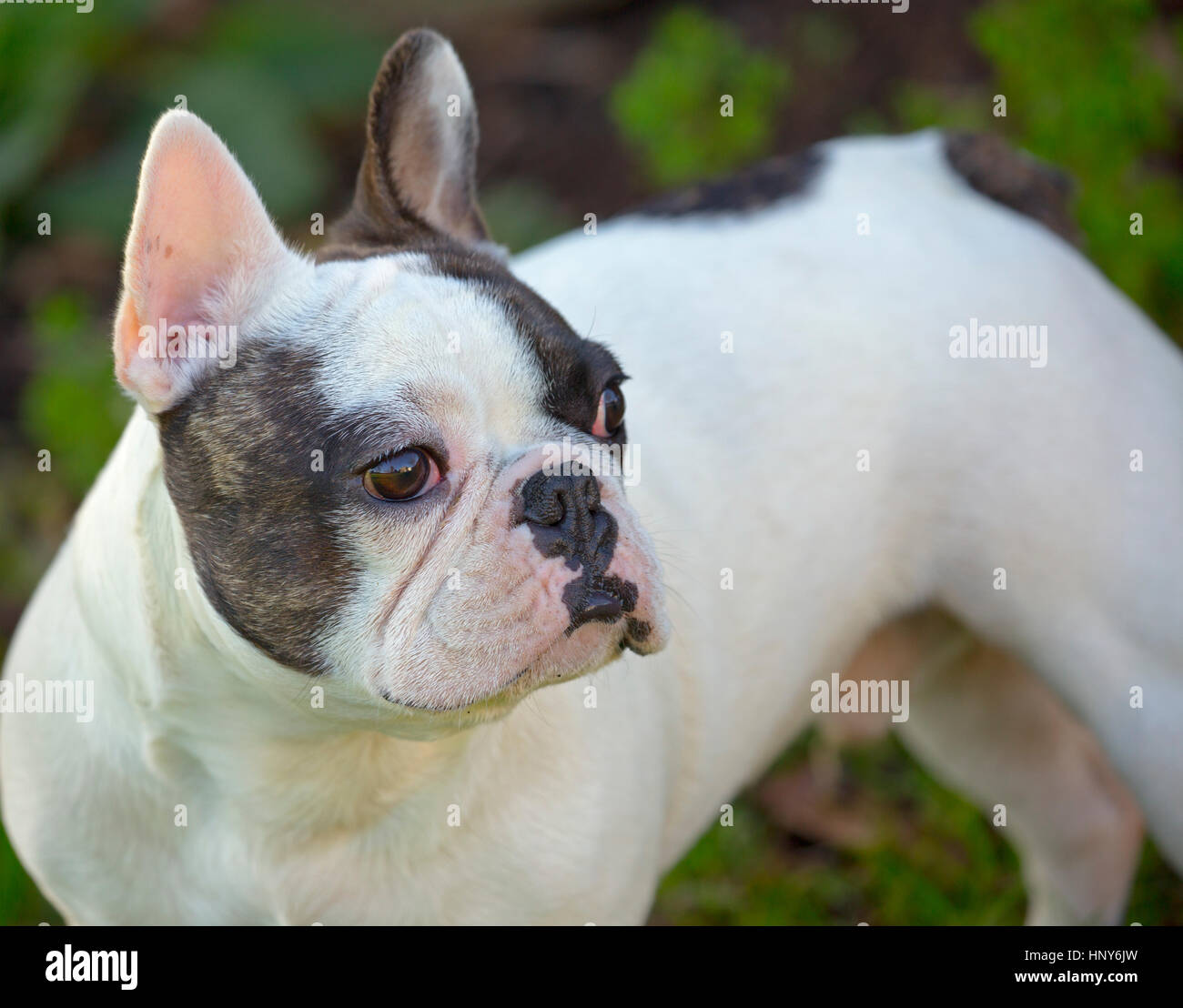 Bulldog francese ritratto in giardino Foto Stock