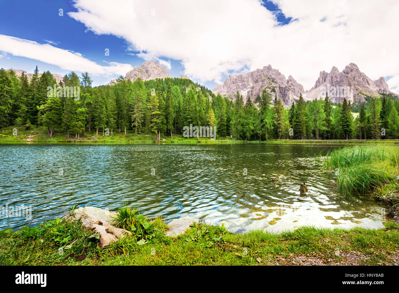 Anatre sul Lago Antorno con vista Dolomiti, Italia. Foto Stock