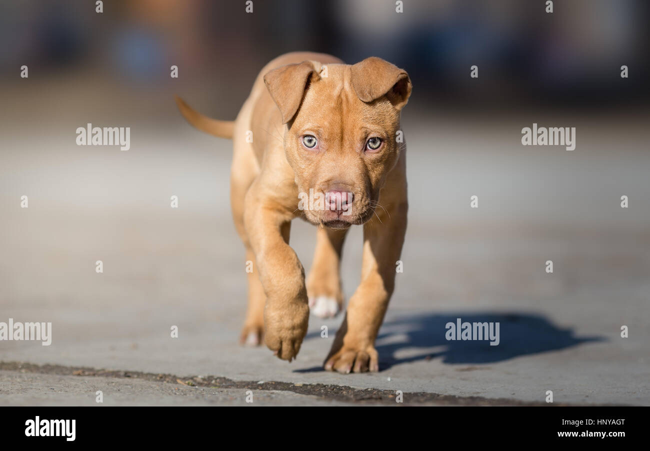 Carino l'American Pit Bull terrier cucciolo Foto Stock