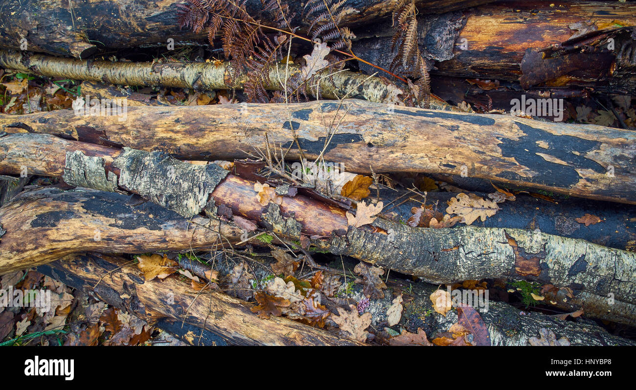 Una chiusura di una pila di registri a spiovente Foto Stock