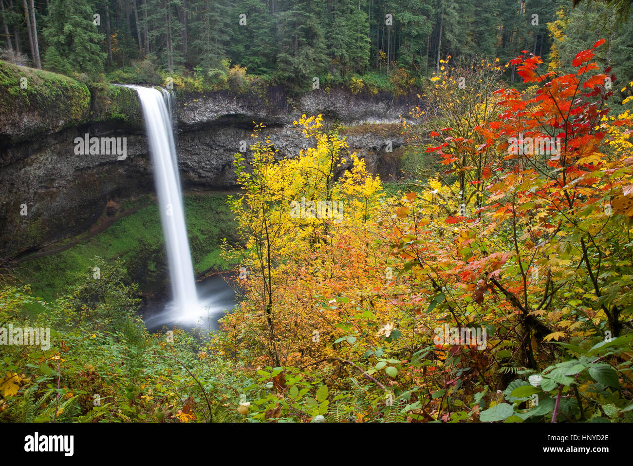 Colore di autunno a Silver Falls State Park vicino a Salem Oregon Foto Stock