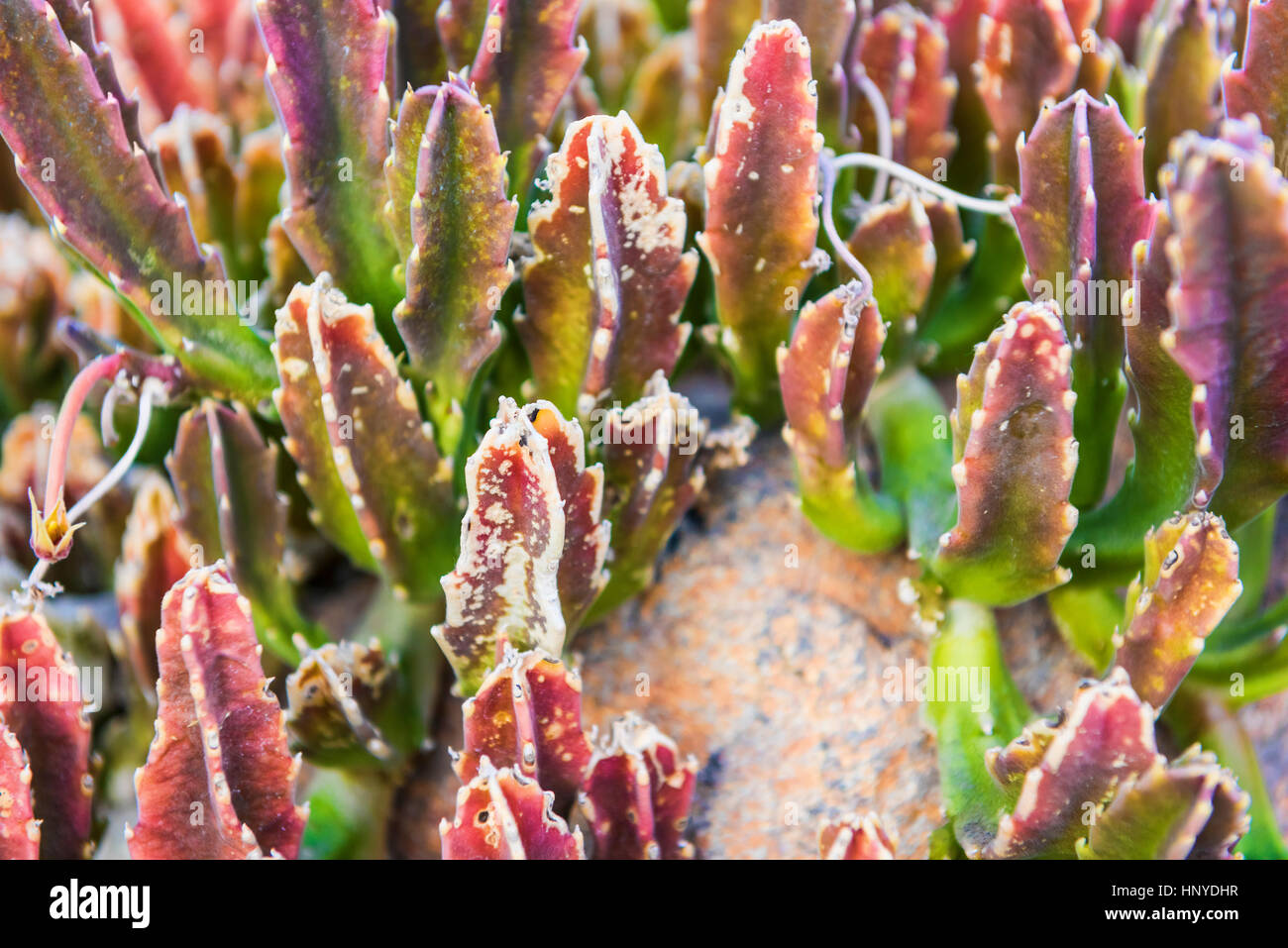 Macro closeup di Stapelia gigantea, o carrion flower, cactus Foto Stock