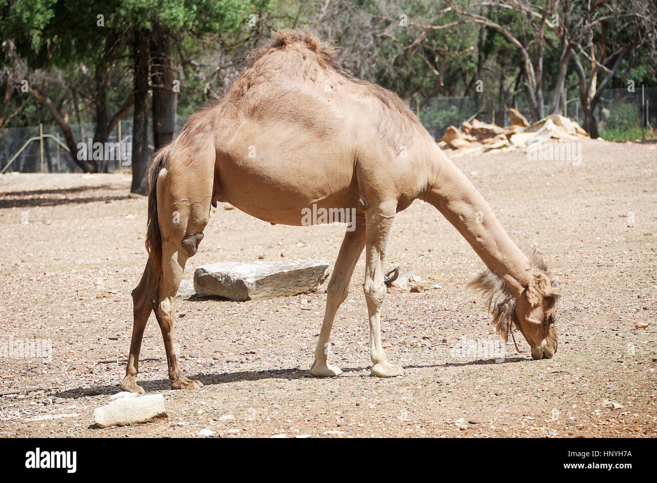 Camel da Taronga Western Plains Zoo a Dubbo. Questo zoo è stato aperto a 1977 e ora hanno più di 97 specie. Foto Stock
