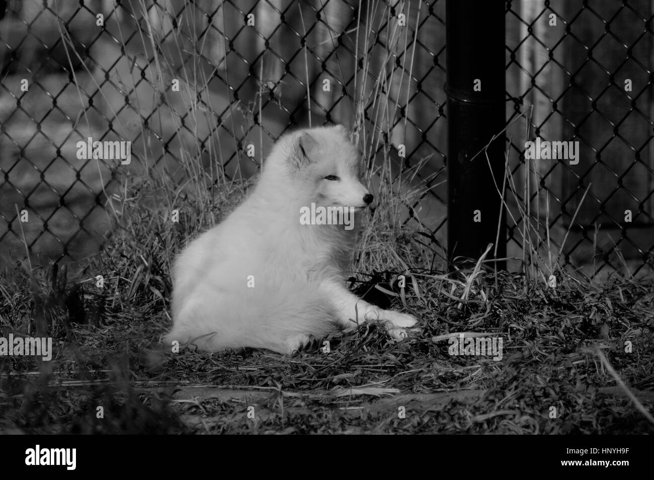 Arctic Fox posa in erba marrone Foto Stock