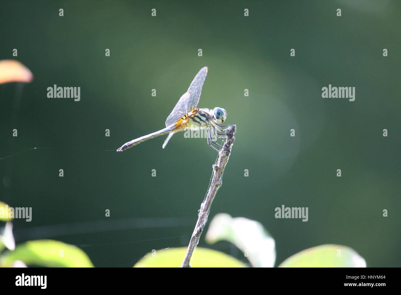 Dragonfly su un bastone, pronto a prendere il volo. Foto Stock