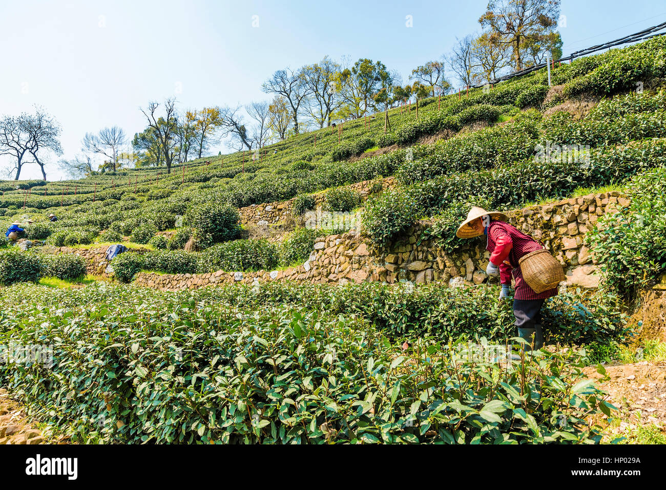 HANGZHOU, Cina - 25 marzo: Un vecchio contadino cinese è raccolta le foglie di tè in tè Longjing campi uno dei più famosi tè di fattorie in Cina il 25 marzo Foto Stock