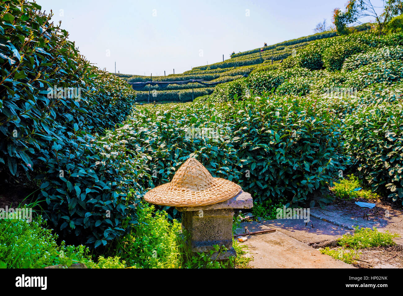 Coltivatori di tè hat con tè Longjing campi in background Foto Stock