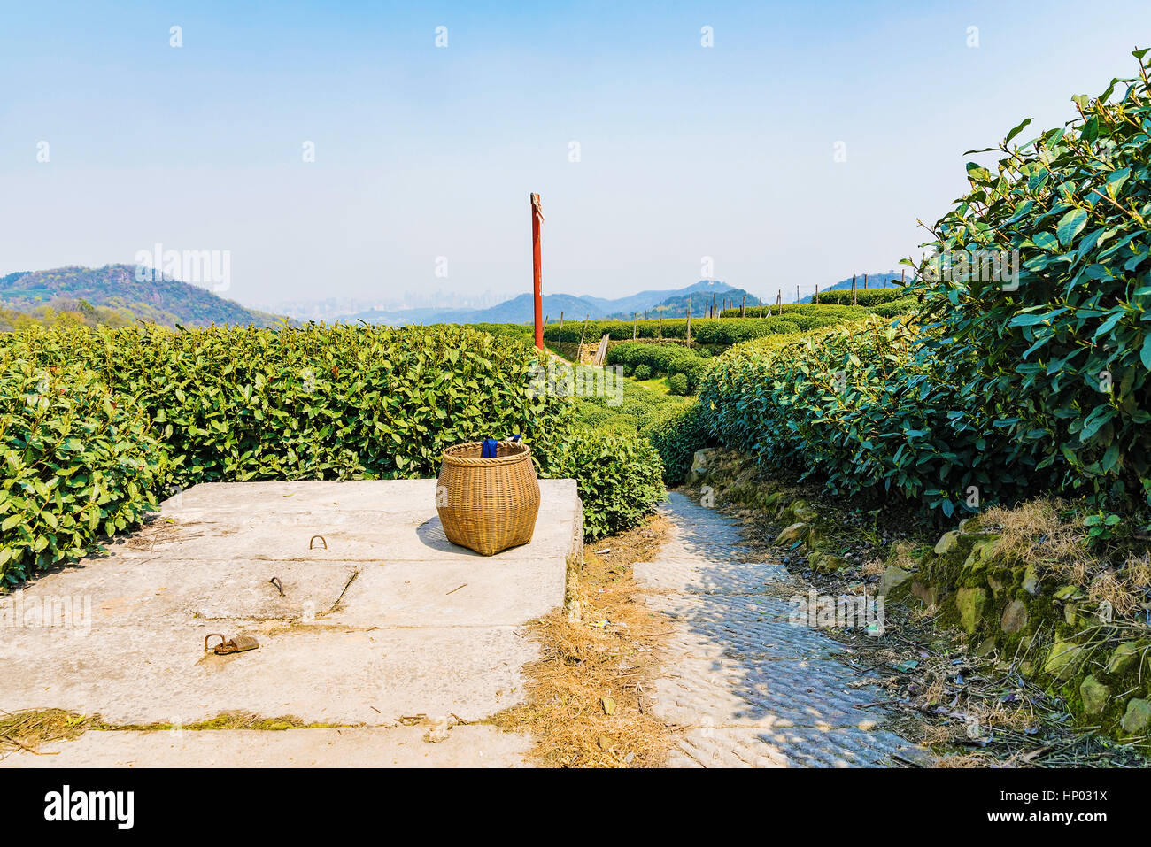 Cestello di tè con paesaggio di campi di tè Longjing in Hangzhou Foto Stock