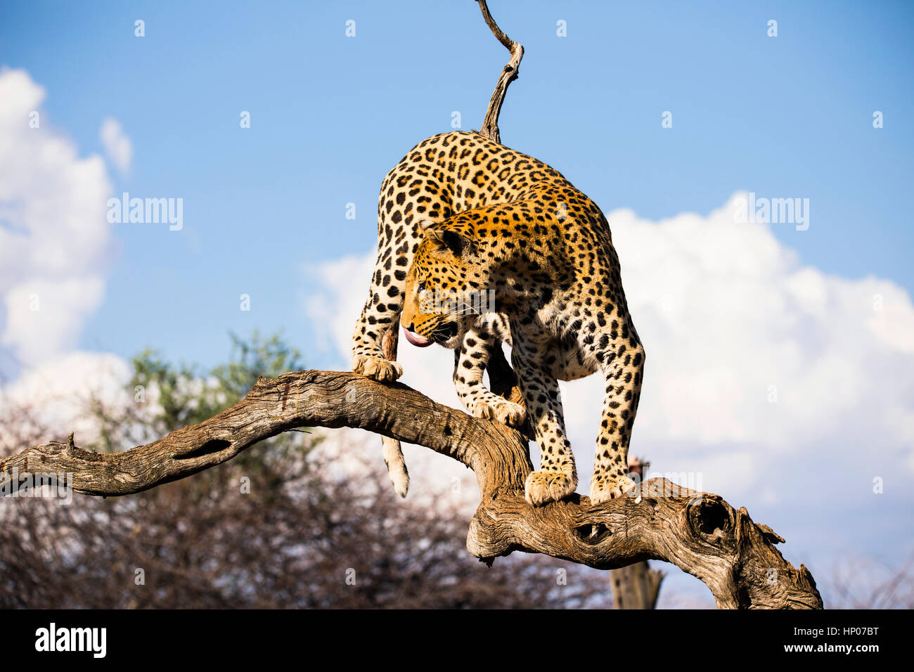 Leopard, Panthera pardus, l'Okonjima Riserva, Namibia, Africa, da Monika Hrdinova/Dembinsky Foto Assoc Foto Stock