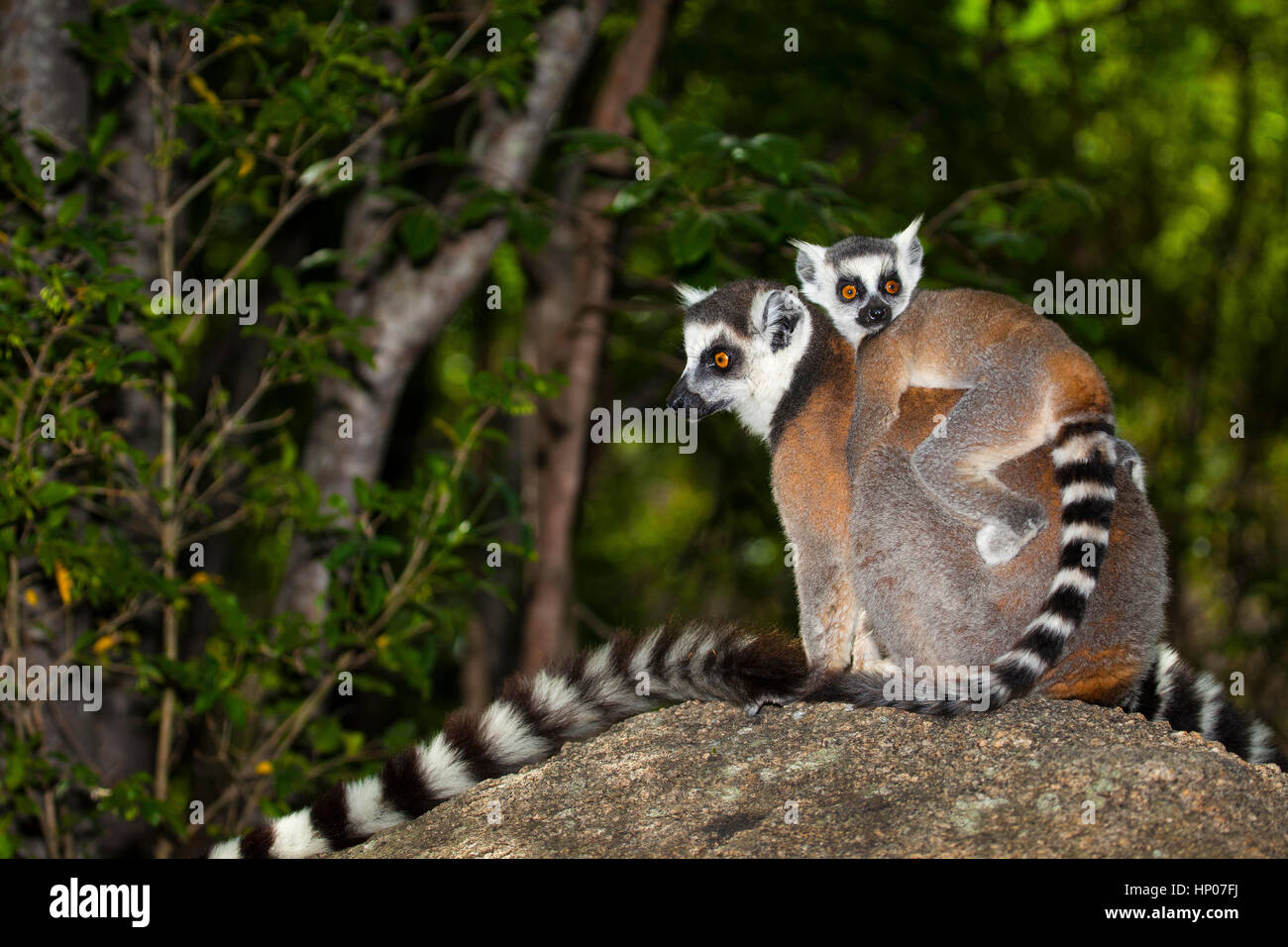 Anello-tailed Lemur con giovani, lemuri catta, Anja Riserva, Madagascar centrale, da Monika Hrdinova/Dembinsky Foto Assoc Foto Stock