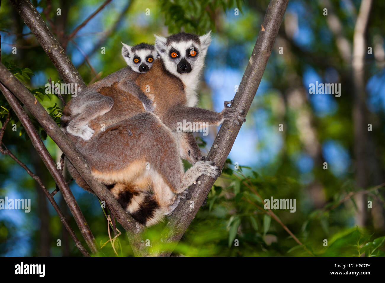 Anello-tailed Lemur con giovani, lemuri catta, Anja Riserva, Madagascar centrale, da Monika Hrdinova/Dembinsky Foto Assoc Foto Stock