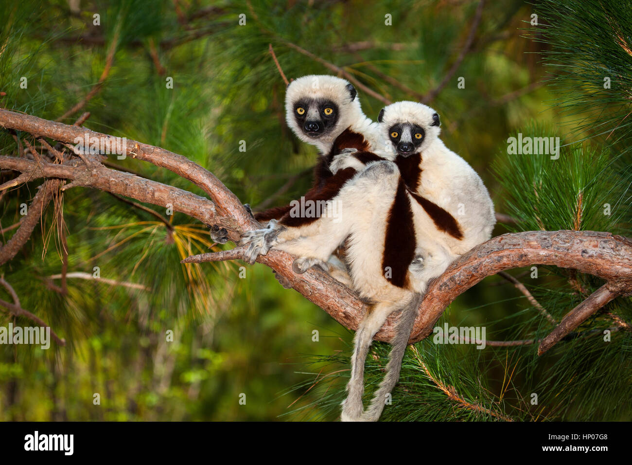 Coquerel il sifaka, Propithecus coquereli, lemuri Park, Antananarivo, Madagascar centrale, da Monika Hrdinova/Dembinsky Foto Assoc Foto Stock