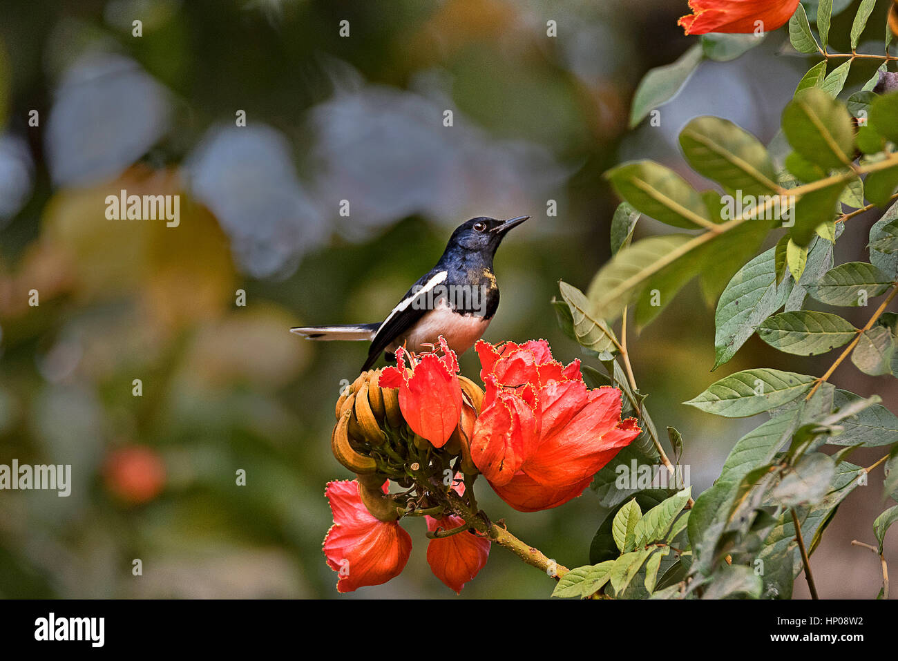 Un maschio oriental Magpie Robin Foto Stock