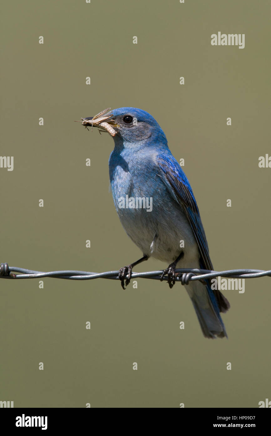 Mountain bluebird (Sialia currucoides) maschio detiene grasshopper saldamente nel suo becco, MT. Russell Country Bird Trail. Foto Stock