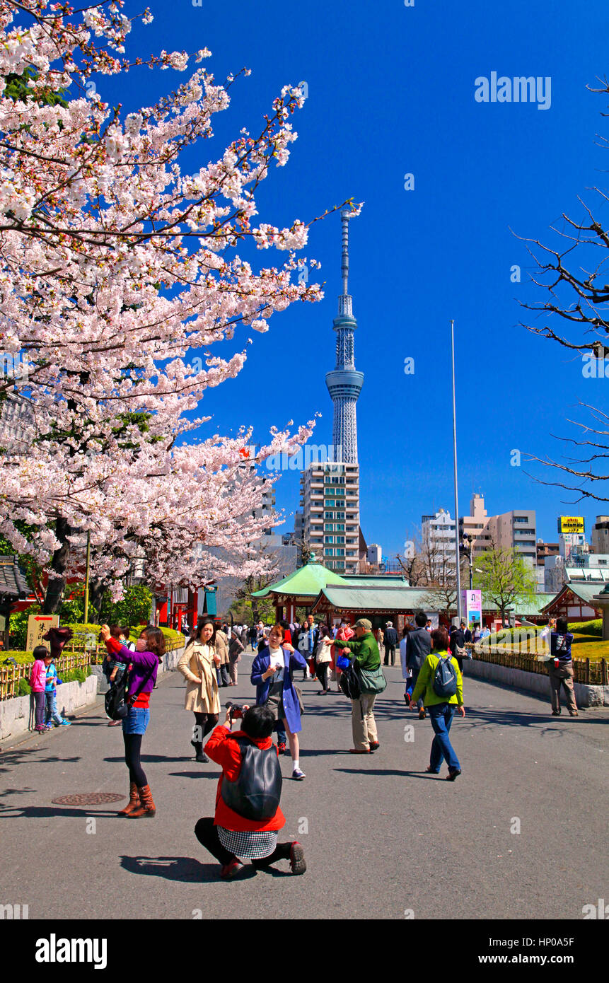 Fiori di Ciliegio e Tokyo Skytree Asakusa Tokyo Giappone Foto Stock