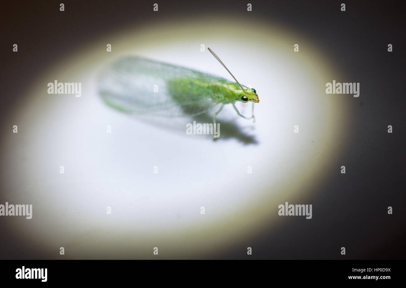 Green Lacewing Bug sul palco Foto Stock