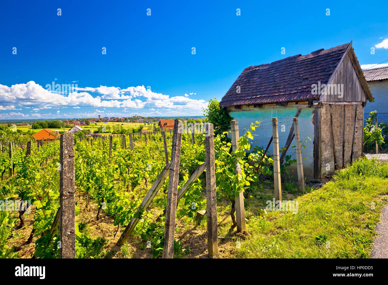 Vigneto tradizionale e cottage in Vrbovec, Prigorje regione della Croazia Foto Stock