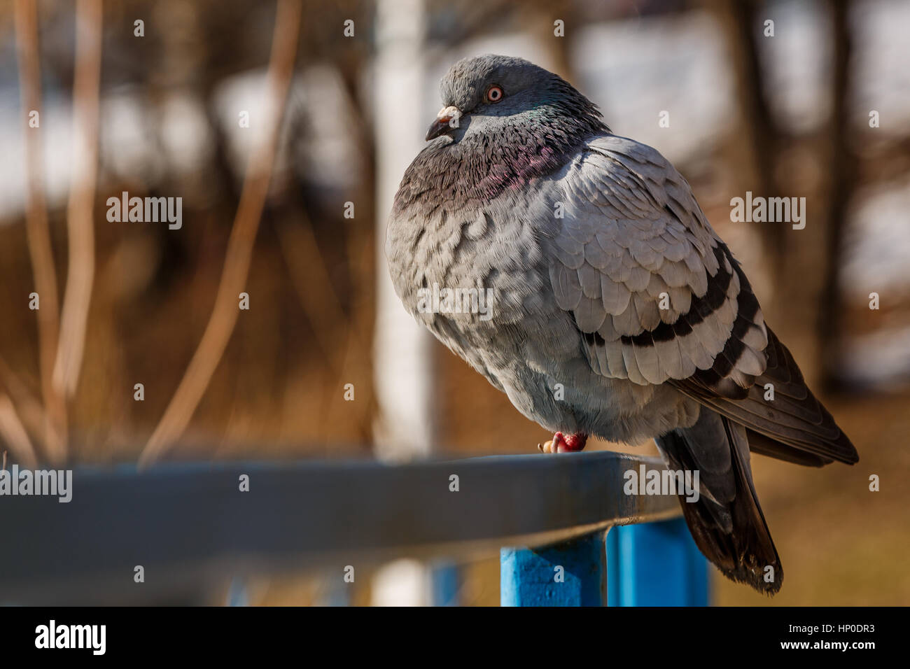 Un piccione grasso seduto su una ringhiera blu Foto Stock