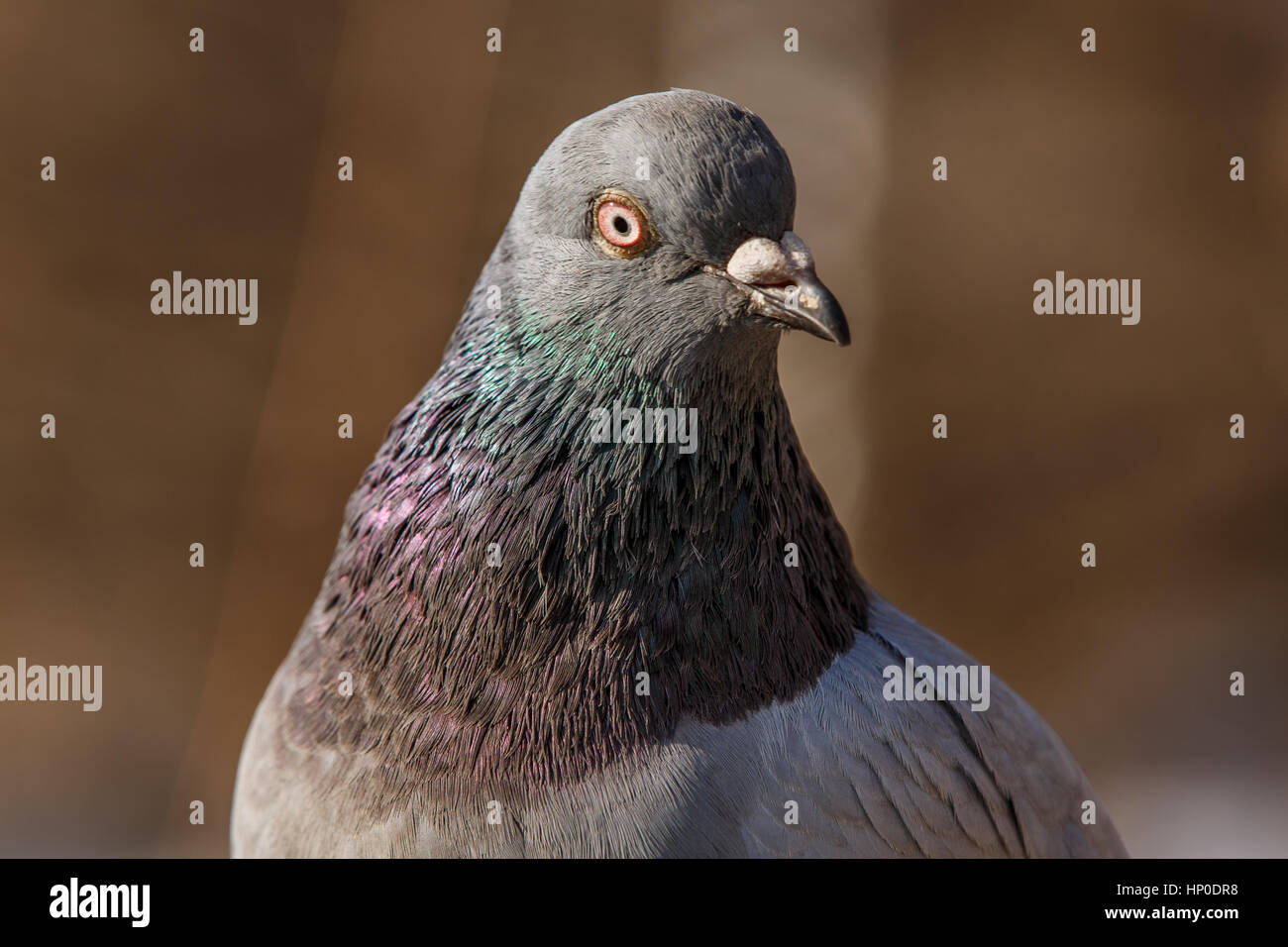 Un piccione statica testa dettaglio closeup. I dettagli l'occhio, il becco, le piume sono facilmente visibili Foto Stock