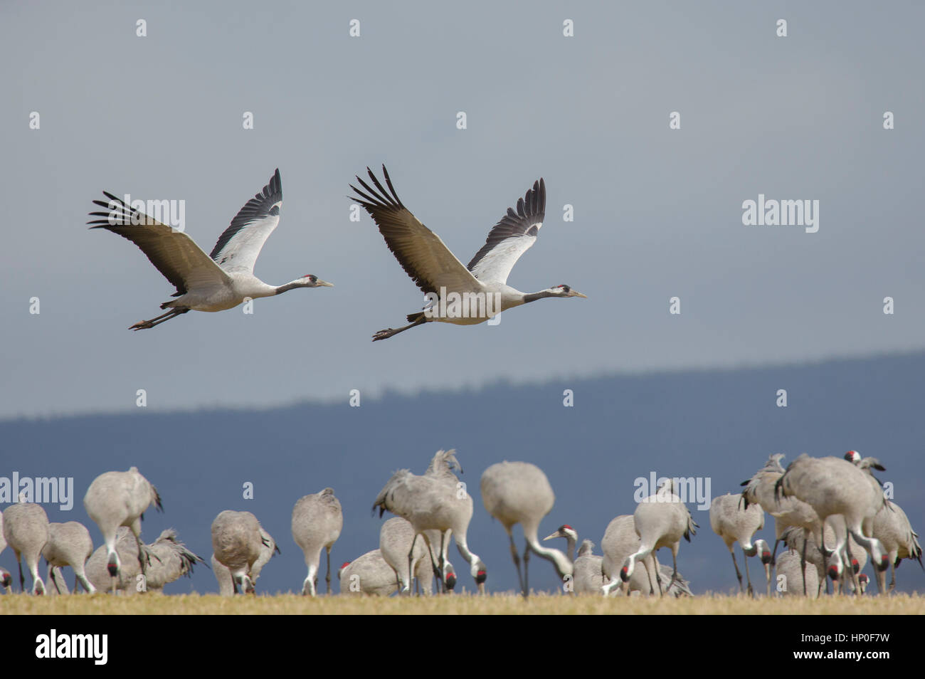 Due gru (grus grus) volare sopra un gruppo di gru sulla loro migrazione sosta in Svezia. Foto Stock