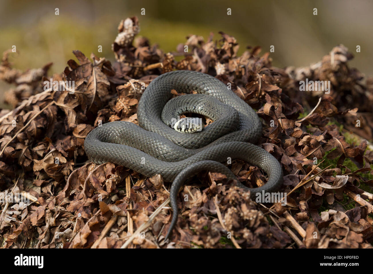 Biscia dal collare (Natrix natrix) avvolta su di un letto di morte marrone bracken Foto Stock