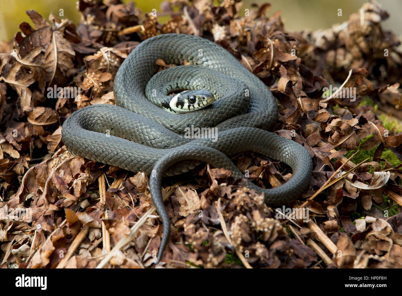 Biscia dal collare (Natrix natrix) avvolta su di un letto di morte marrone bracken Foto Stock