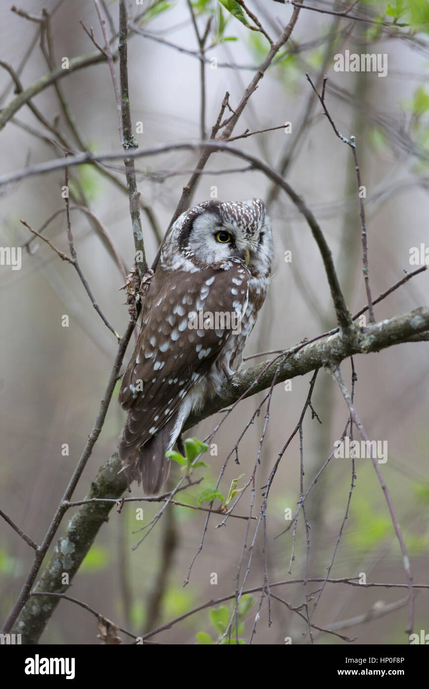 Civetta capogrosso (Aegolius funereus) seduto su un ramo di una foresta Foto Stock