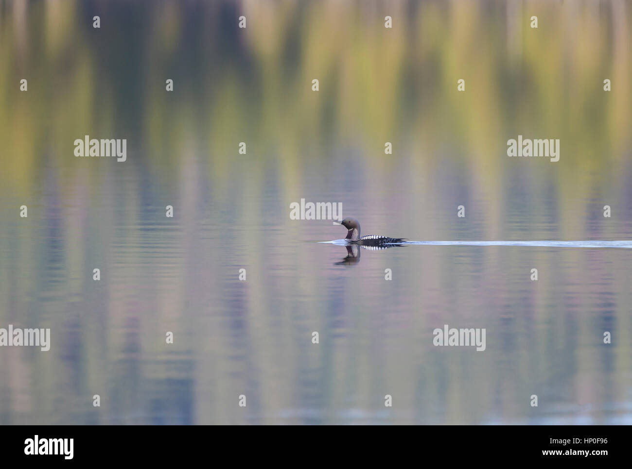 Nero-throated diver (Gavia arctica) nuoto attraverso un lago ancora con i colori primaverili della foresta si riflette nell'acqua Foto Stock
