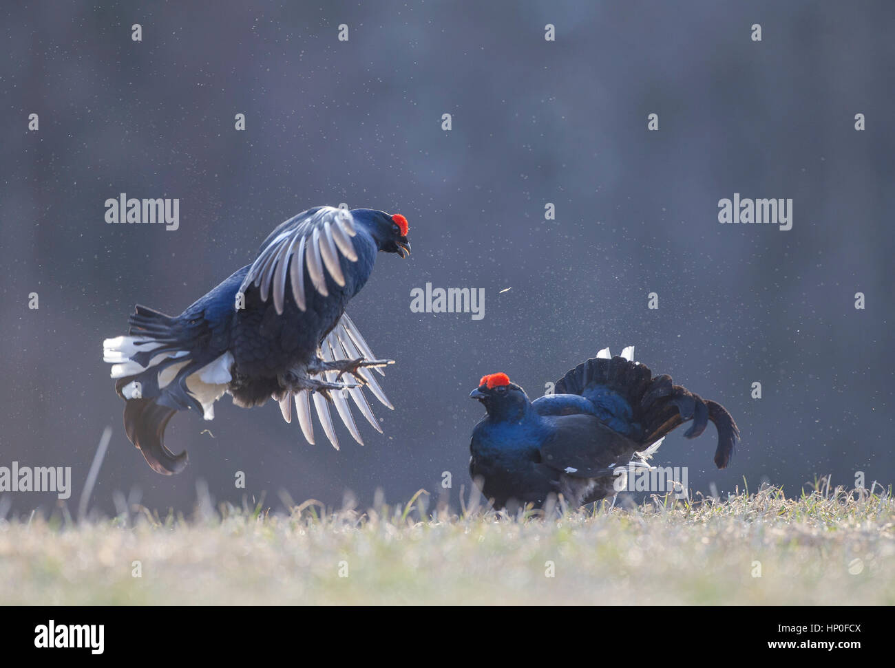 Due maschio di gallo forcello ( Lyrurus tetrix) combattere fra loro in corrispondenza di un inizio di mattina lek Foto Stock