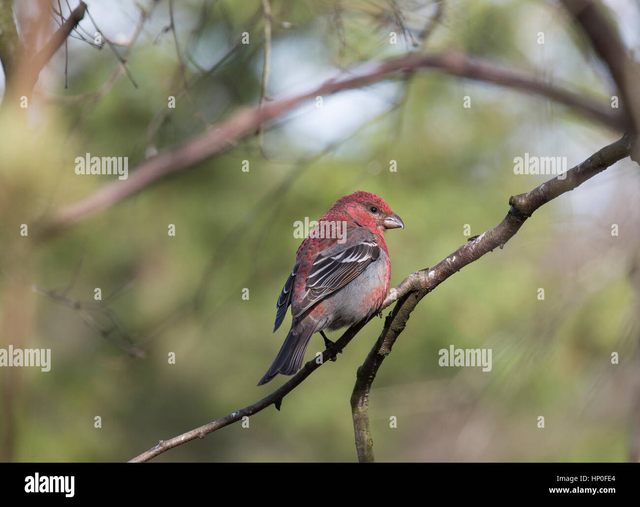 Pino maschio Grosbeak (Pinicola encleator) appollaiato su un ramo di un albero di pino Foto Stock