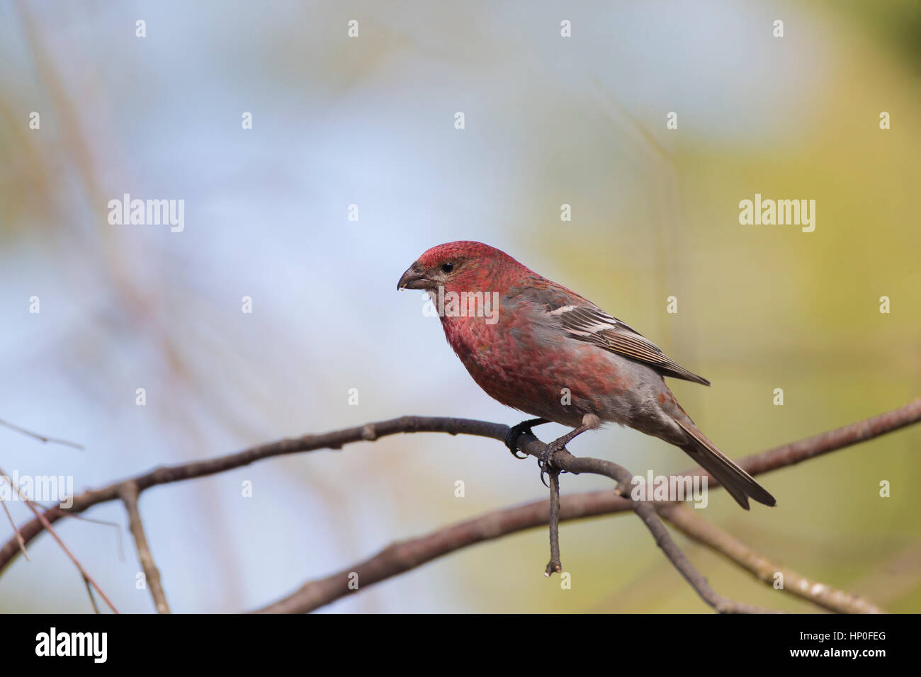 Pino maschio Grosbeak (Pinicola encleator) appollaiato su un ramo di un albero di pino Foto Stock