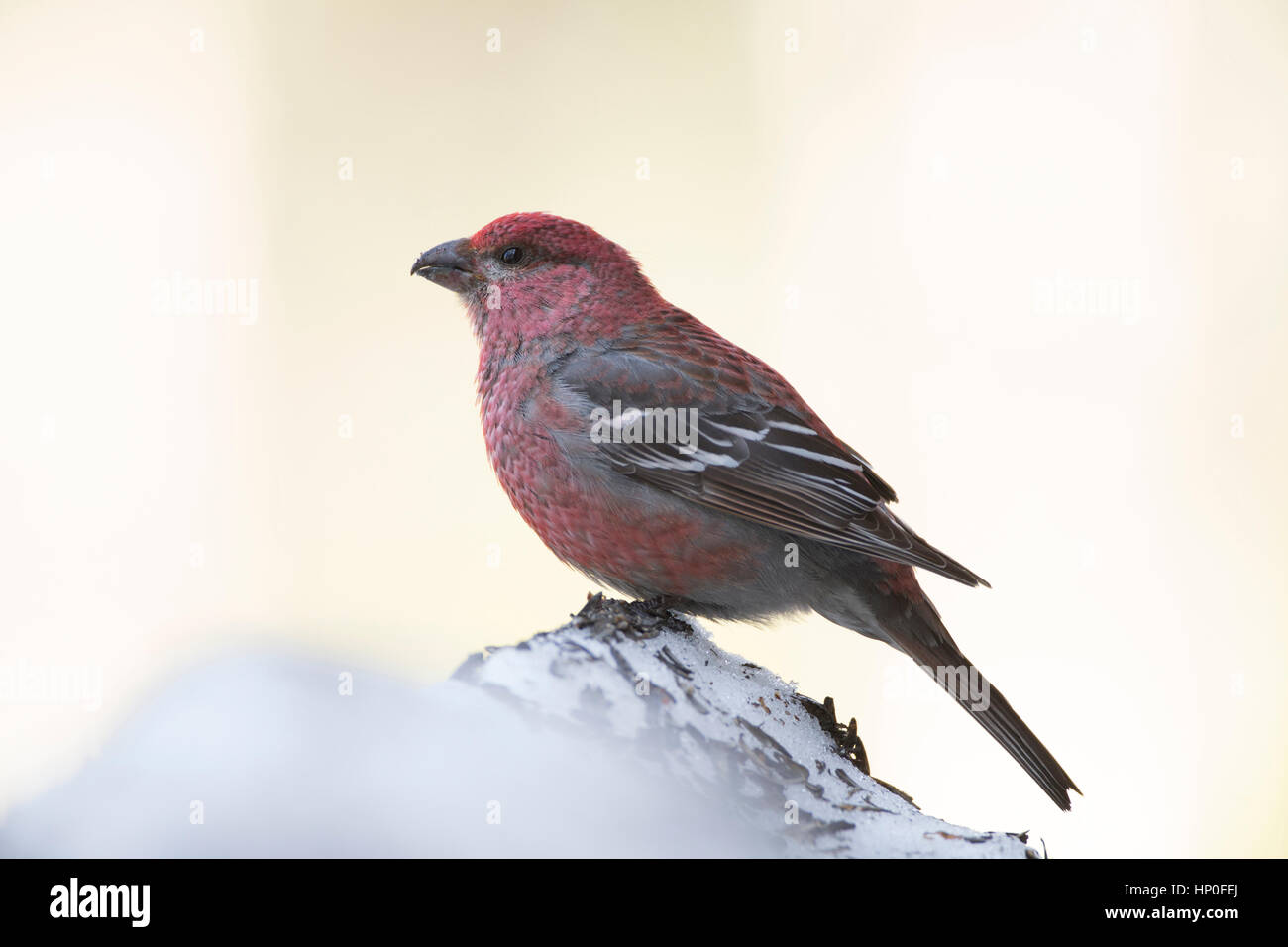 Pino maschio Grosbeak (Pinicola encleator) appollaiato su un mucchio di neve Foto Stock