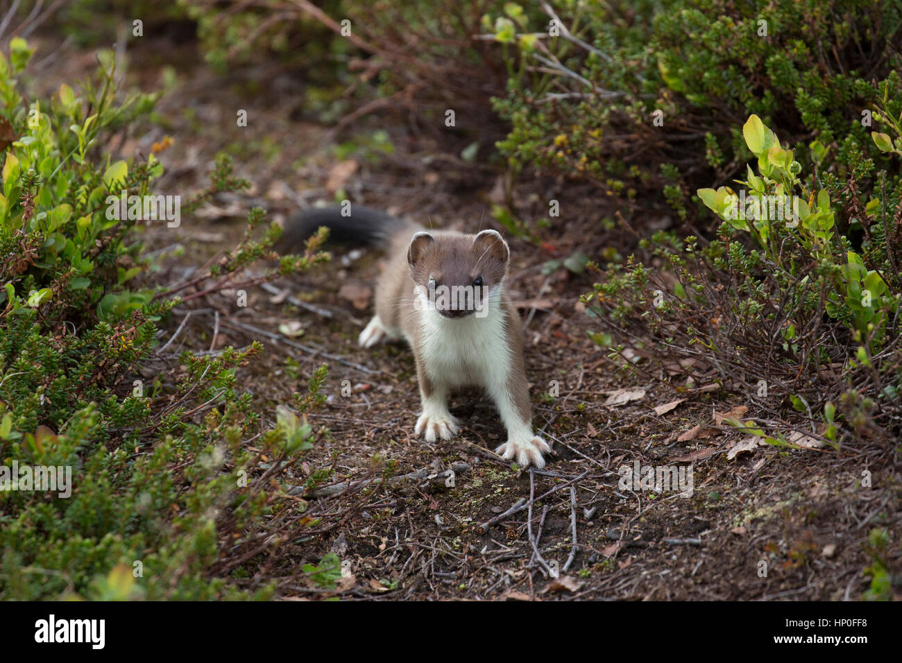 Ermellino (Mustela erminea) in piedi su un percorso attraverso il heather sulla tundra artica in Finnmark Foto Stock