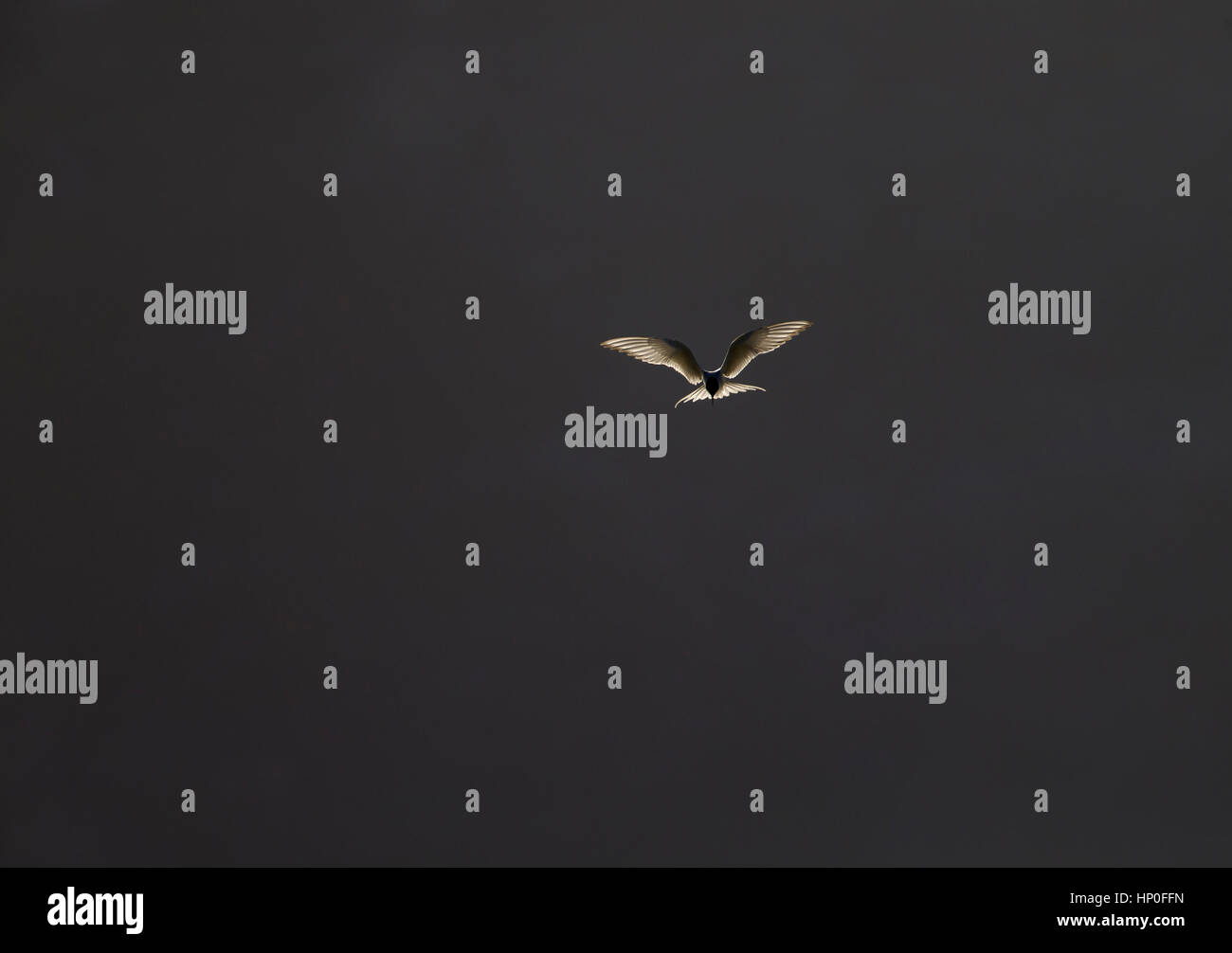 Arctic Tern (sterna paradisaea) in bilico contro il grigio scuro cielo con ali aperte e la retroilluminazione Foto Stock