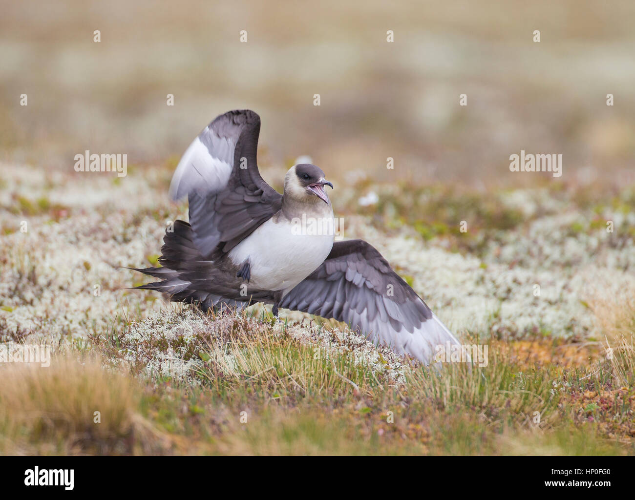 Arctic skua (Stercorarius parasiticus) feigning pregiudizio al fine di distrarre un predatore lontano dal nido Foto Stock