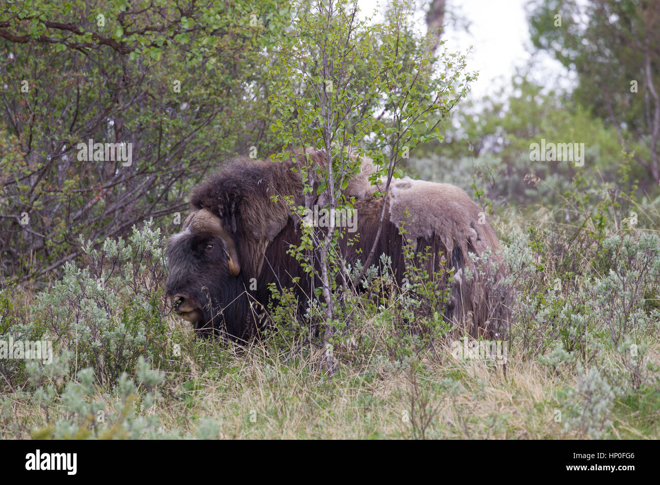 Ovibos moschatus - Musk ox sulla tundra in Norvegia, Dovrefjell-Sunndalsfjella Parco Nazionale Foto Stock
