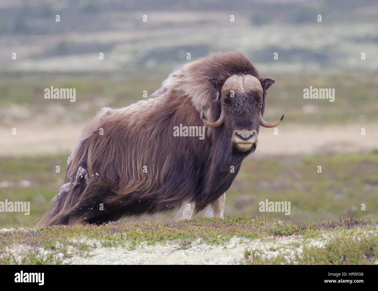 Ovibos moschatus - Musk ox sulla tundra in Norvegia, Dovrefjell-Sunndalsfjella Parco Nazionale Foto Stock