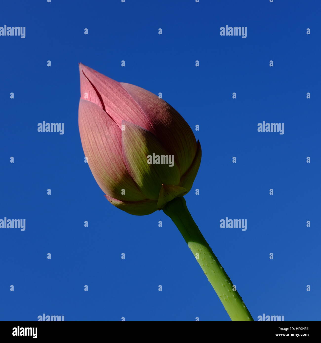 Germoglio del loto Foto Stock