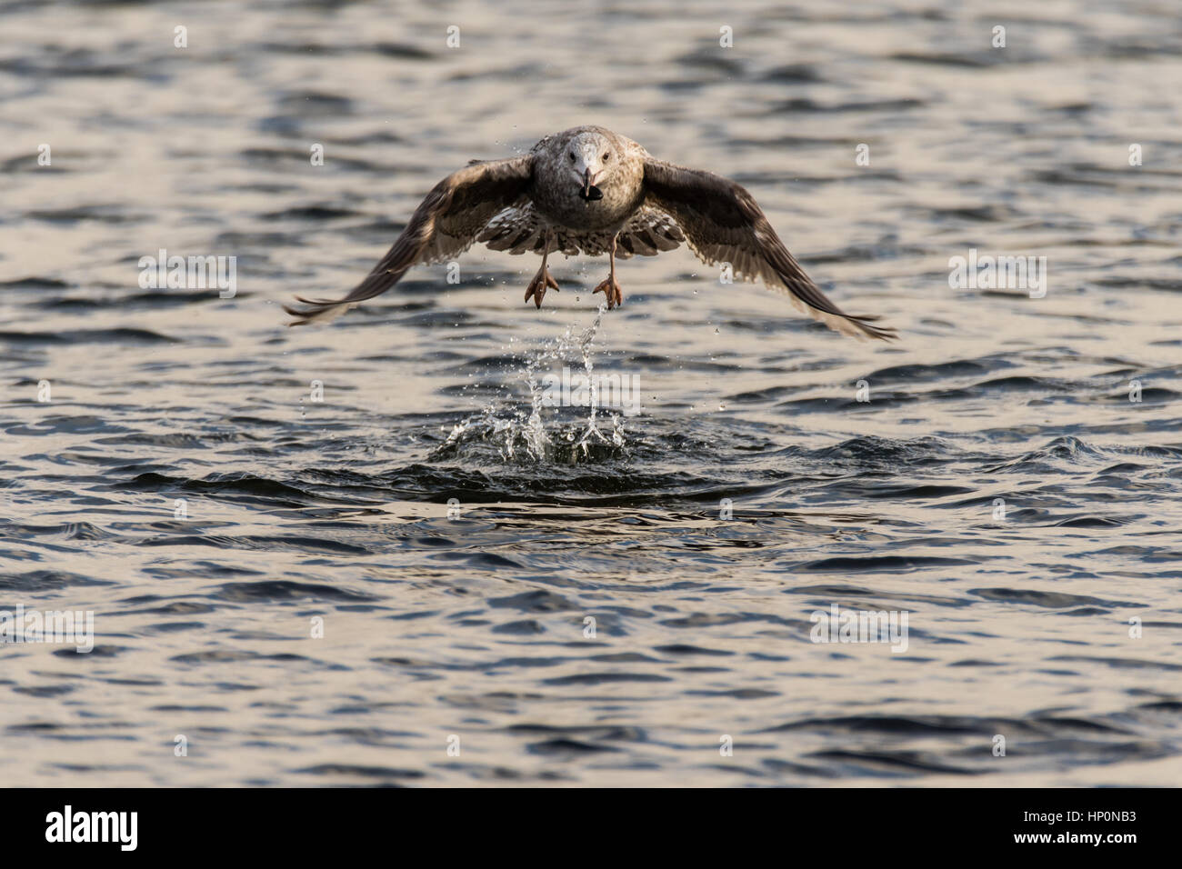 Aringhe giovani gabbiano (Larus argentatus) prendere il volo. Grande Uccello in famiglia Laridae prendendo aria dopo il prelievo oggetto dalla superficie del lago Foto Stock