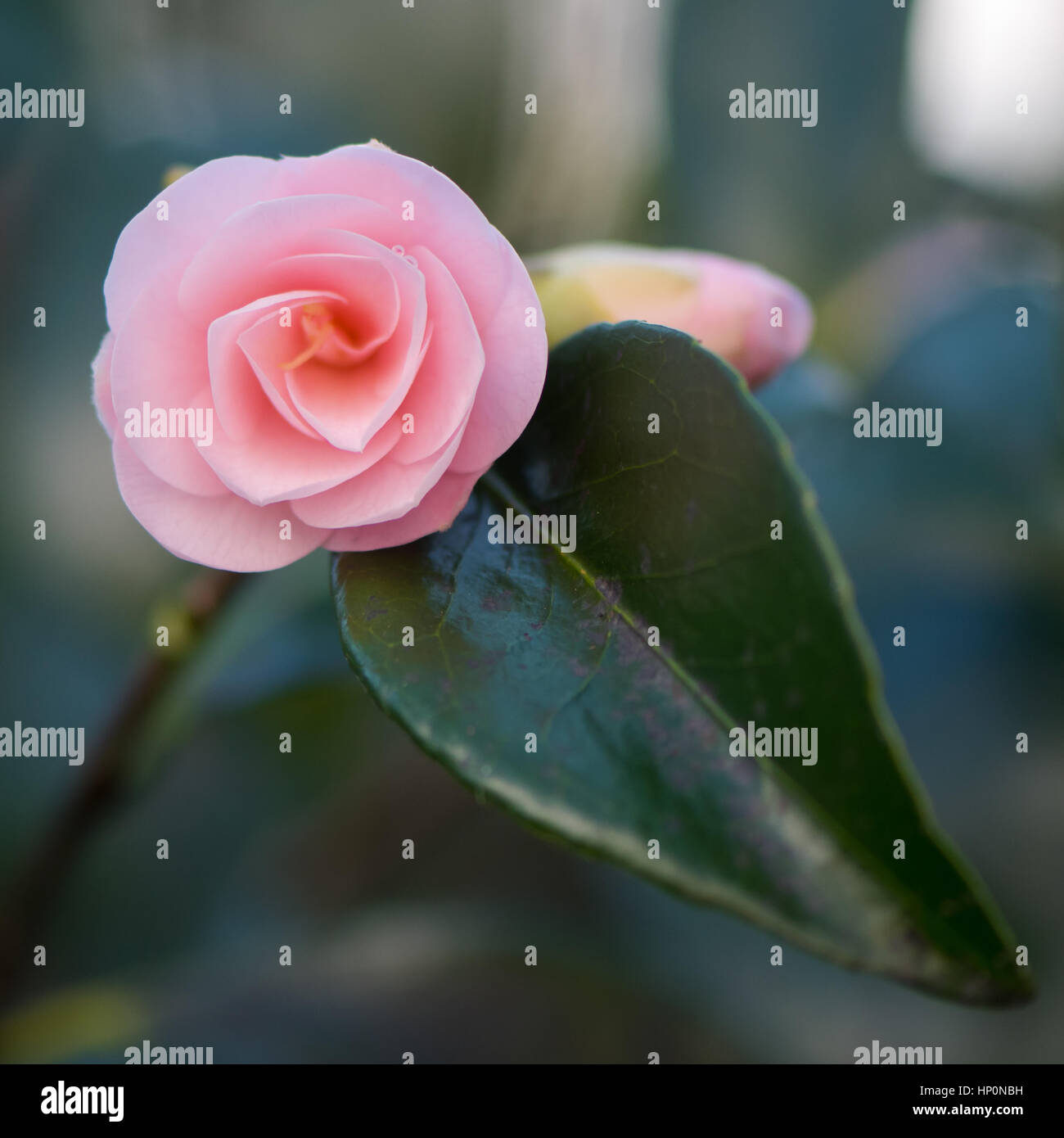 Forma di Rose Pink Camellia apertura germoglio di fiore singolo fiore delicato con foglia lucida, non ancora completamente aperto nel tardo inverno Foto Stock