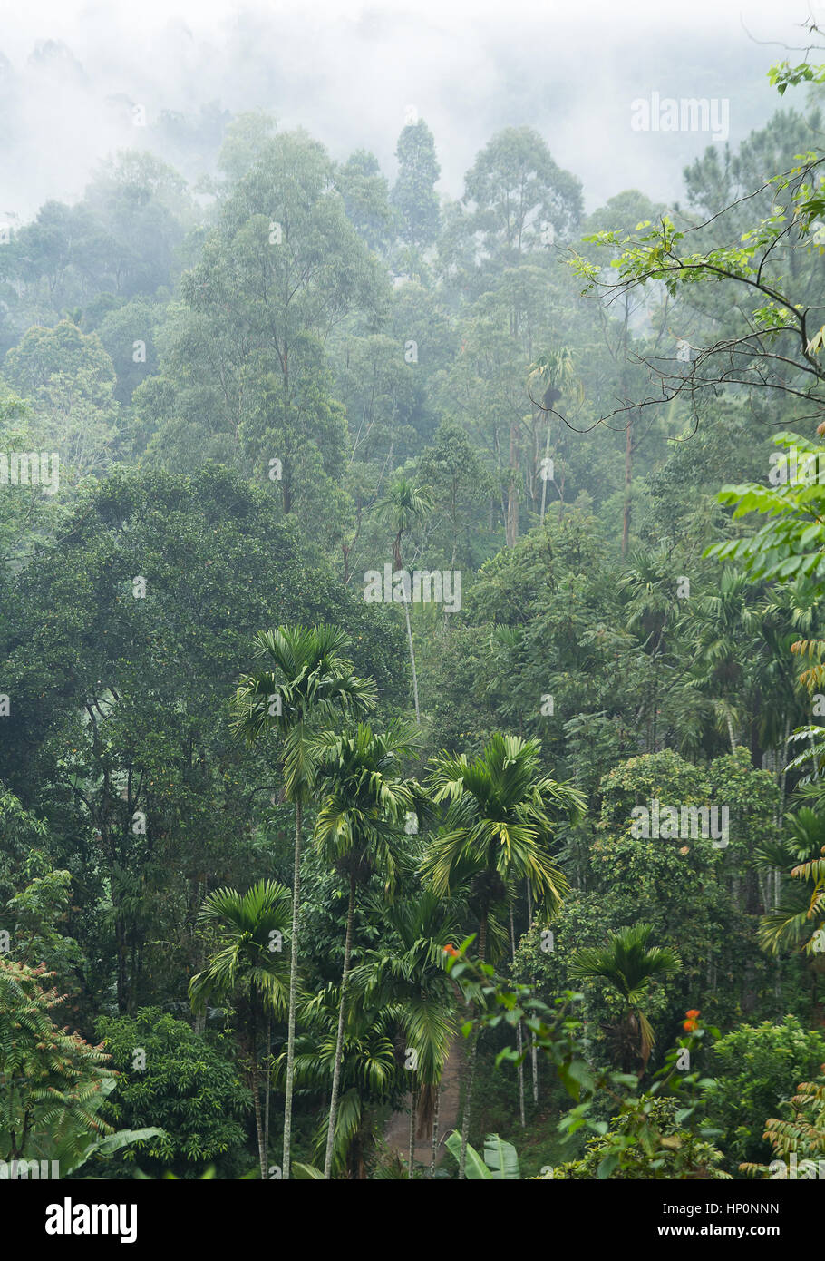 giungla nebbiosa Foto Stock