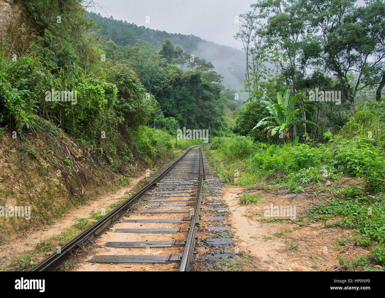 I binari ferroviari nella giungla Foto Stock